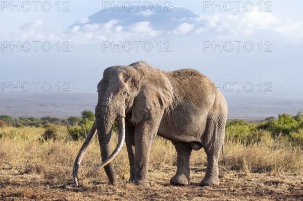 African elephant (Loxodonta africana) in picturesque landscape with the summit of Mount Kilimanjaro, the famous Super Tusker elephant Craig and Pascal, old male with long tusks, in atmospheric evening light, Kajiado County, Kenya