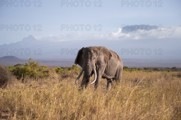 African elephant (Loxodonta africana) in picturesque landscape with the summit of Mount Kilimanjaro, old male with long tusks, in atmospheric evening light, Kajiado County, Kenya