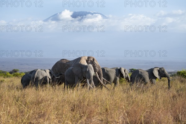 Group of elephants with young animals, African elephants (Loxodonta africana) in picturesque landscape with the summit of Mount Kilimanjaro, the famous Super Tusker elephant Craig, old male with long tusks, in atmospheric evening light, Kajiado County, Kenya