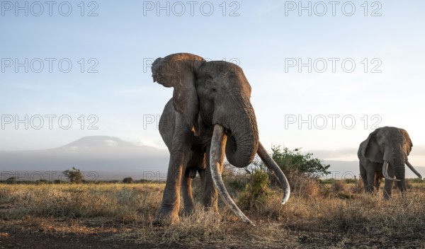 African elephant (Loxodonta africana), the famous Super Tusker elephant Craig with elephant Pascal, old male with long tusks, in a picturesque landscape with the summit of Mount Kilimanjaro, in atmospheric evening light, Kajiado County, Kenya