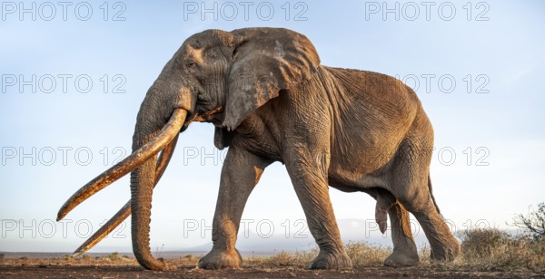 African elephant (Loxodonta africana), the famous Super Tusker elephant Craig, old male with long tusks, in atmospheric evening light, Kajiado County, Kenya