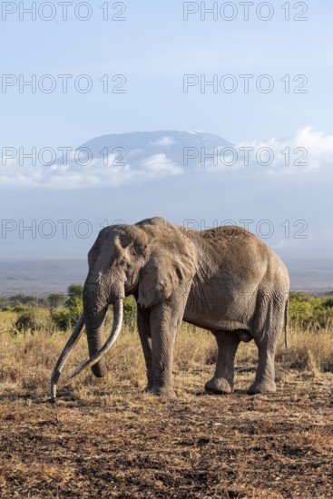 African elephant (Loxodonta africana) in picturesque landscape with the summit of Mount Kilimanjaro, the famous Super Tusker elephant Craig and Pascal, old male with long tusks, in atmospheric evening light, Kajiado County, Kenya