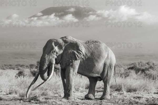 African elephant (Loxodonta africana) in picturesque landscape with peaks of Mount Kilimanjaro, the famous Super Tusker elephant Craig and Pascal, old male with long tusks, in atmospheric evening light, black and white, Kajiado County, Kenya