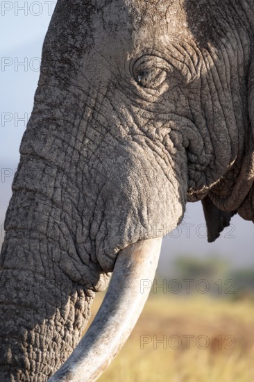 African elephant (Loxodonta africana), the famous Super Tusker elephant Craig, old male with long tusks, in atmospheric evening light, animal portrait, Kajiado County, Kenya