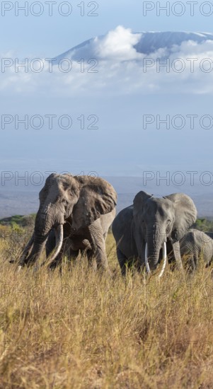 Group of elephants with young animals, African elephants (Loxodonta africana) in picturesque landscape with the summit of Mount Kilimanjaro, the famous Super Tusker elephant Craig, old male with long tusks, in atmospheric evening light, Kajiado County, Kenya