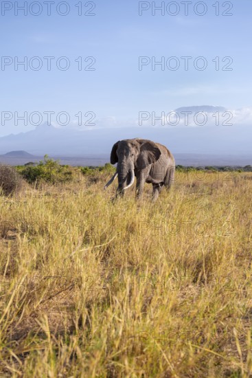 African elephant (Loxodonta africana) in picturesque landscape with the summit of Mount Kilimanjaro, old male with long tusks, in atmospheric evening light, Kajiado County, Kenya