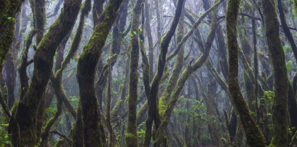 Cloud forest in Garajonay National Park, La Gomera, Canary Islands, Spain