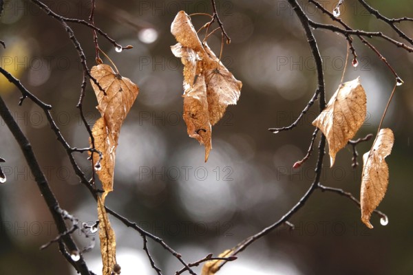 Autumn leaves with raindrops, Germany