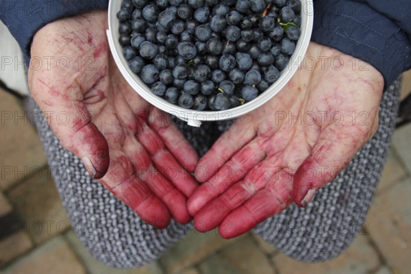 Dirty hands hold a bowl full of fresh blueberries. Horn-Bd Meinberg, North Rhine-Westphalia, Germany