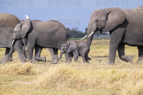 African elephant (Loxodonta africana), mother and small young, baby elephant, Amboseli National Park, Rift Valley Province, Kenya