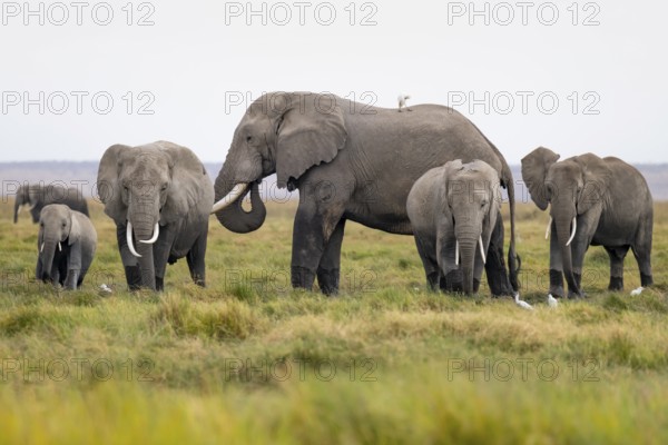 African elephant (Loxodonta africana), herd with heron (Bubulcus ibis), Longinye swamp, Amboseli National Park, Rift Valley Province, Kenya