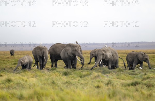 African elephant (Loxodonta africana), herd of herons (Bubulcus ibis), Longinye Swamp, Amboseli National Park, Rift Valley Province, Kenya