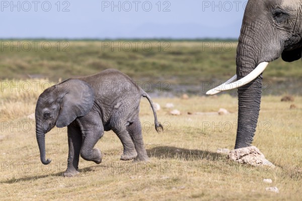 African elephant (Loxodonta africana), small young, baby elephant, Amboseli National Park, Rift Valley Province, Kenya