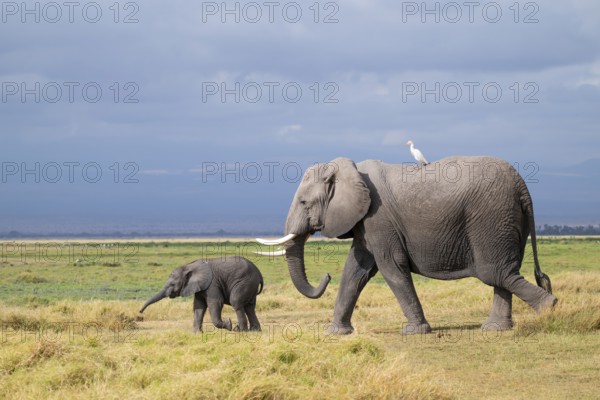 African elephant (Loxodonta africana), mother with cow egret (Bubulcus ibis) and small young, baby elephant, Amboseli National Park, Rift Valley Province, Kenya
