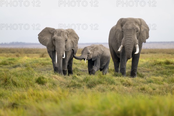 African elephant (Loxodonta africana), three animals in Longinye Swamp, Amboseli National Park, Rift Valley Province, Kenya