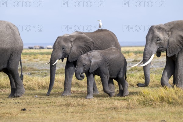 African elephant (Loxodonta africana), mother and young with heron (Bubulcus ibis), Amboseli National Park, Rift Valley Province, Kenya