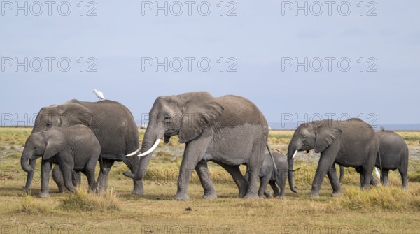 African elephant (Loxodonta africana), herd of young animals and heron (Bubulcus ibis), Amboseli National Park, Rift Valley Province, Kenya