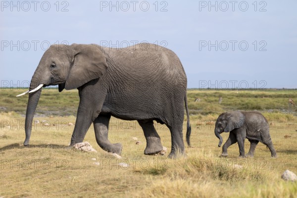 African elephant (Loxodonta africana), mother and young, baby elephant, Amboseli National Park, Rift Valley Province, Kenya