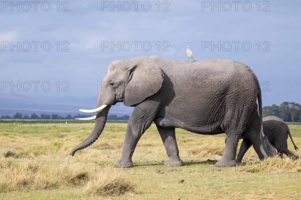 African elephant (Loxodonta africana), with heron (Bubulcus ibis), Amboseli National Park, Rift Valley Province, Kenya