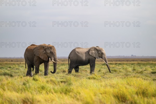 African elephant (Loxodonta africana), two animals in Longinye Swamp, Amboseli National Park, Rift Valley Province, Kenya