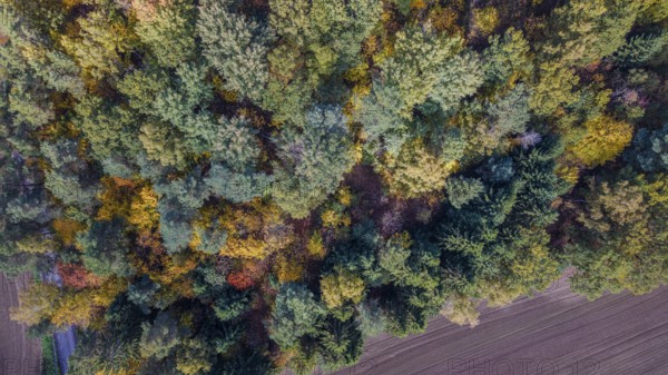 In autumn, the forest unfolds its beauty with colorful leaves in various colors. An agricultural area borders the forest and harmonizes with nature. Bad Neualbenreuth, Upper Palatinate
