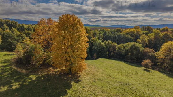 In a fantastic autumn landscape, there is a large, bright yellow tree in a meadow. The sky is cloudy and the colors of nature shine. Železná hurka, Czech Republic
