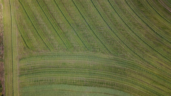 A vast green field shows evenly spaced stripes that shine in the warm light of the evening sun. The landscape is peaceful and inviting. Bad Neualbenreuth, Upper Palatinate