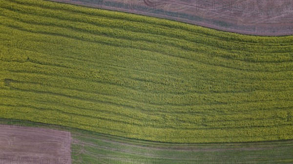 A large field full of yellow flowers stretches out under the clear sky. The ground is brown and shows the structure of the terrain. It is late afternoon and the colors are bright. Bad Neualbenreuth, Upper Palatinate