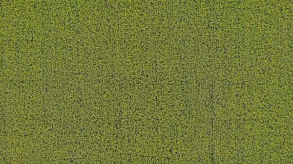 A bird's eye view of a rapeseed field. The large area stretches out under a clear sky. Liebenstein, Upper Palatinate