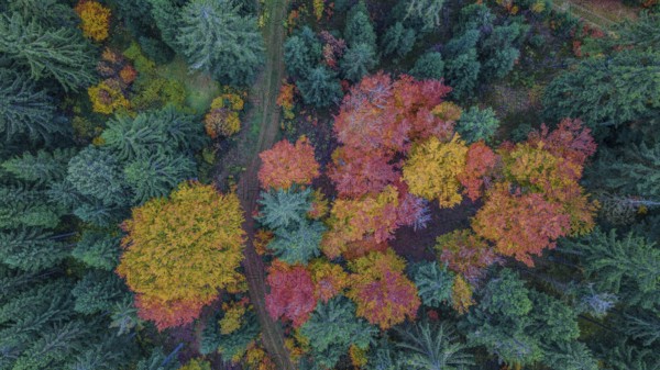 Vivid colors of autumn leaves brighten up the forest. The path snakes through the trees as sunlight softly illuminates the leaves. Altglashütte, Upper Palatinate