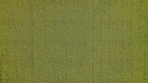 A bird's eye view of a rapeseed field. Nature radiates peace and shows a harmonious arrangement of plants. Liebenstein, Upper Palatinate