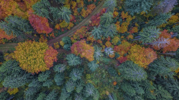 A beautiful forest in autumn shows colorful leaves in red, yellow and orange. A winding path leads through the trees, which are fresh and green. Altglashütte, Upper Palatinate