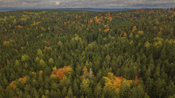 In the autumn forest, the trees are dressed in different colors. The leaves show a spectrum of green, yellow and orange. The landscape stretches out to the horizon. Altglashütte, Upper Palatinate