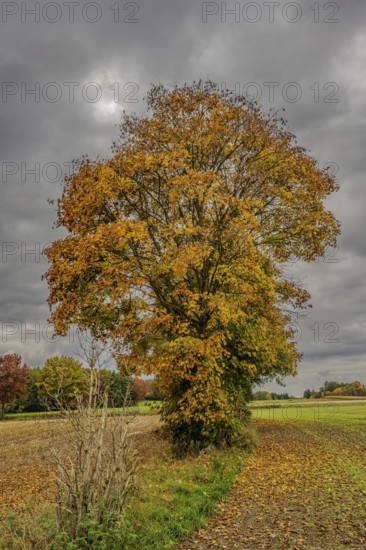 A large tree stands in a field surrounded by colorful foliage. The autumn colors shine orange and yellow in contrast to a grey sky. The ground is covered with fallen leaves. Vohenstrauß, Upper Palatinate