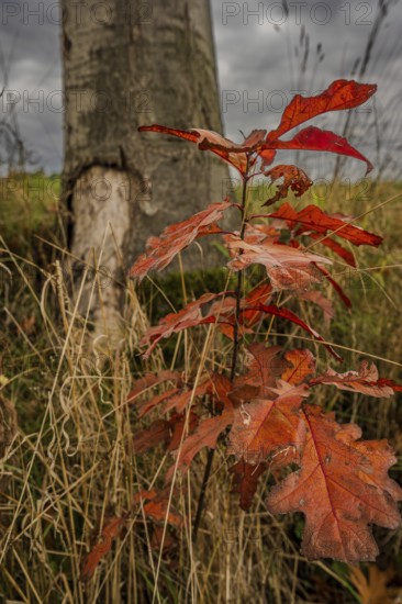 A young tree with bright red leaves grows in autumn. In the background is a large tree trunk surrounded by tall grass. The clouds are grey and threatening. Vohenstrauß, Upper Palatinate