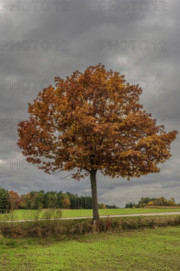A large tree with bright orange and red foliage stands in a meadow. The sky is cloudy and the landscape features rolling hills and green grass. Vohenstrauß, Upper Palatinate