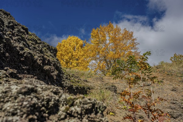 Golden and orange leaves indicate autumn in a volcanic area. Clear blue skies and interesting rock formations are visible. Železná hurka, Czech Republic