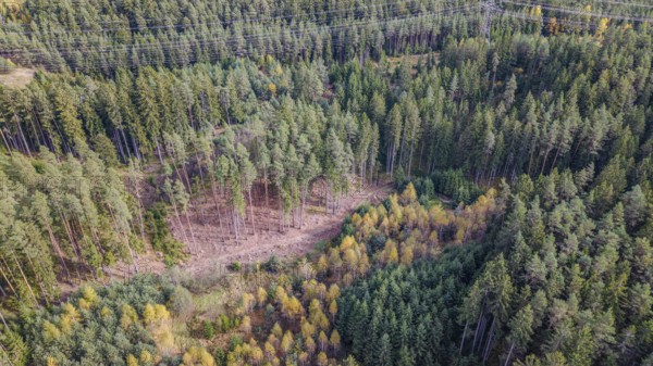 A beautiful forest in autumn shows a mixture of green coniferous forest and colorful deciduous trees. Power lines run across the landscape and connect nature with technology. Falkenberg, Upper Palatinate