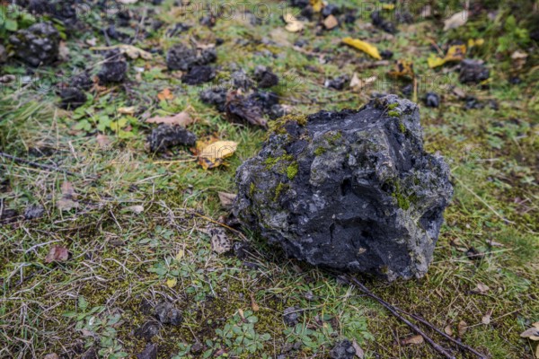 A large, moss-covered lava bomb lies on a green meadow. Around it are many small stones and a few leaves that show autumn. Železná hurka, Czech Republic