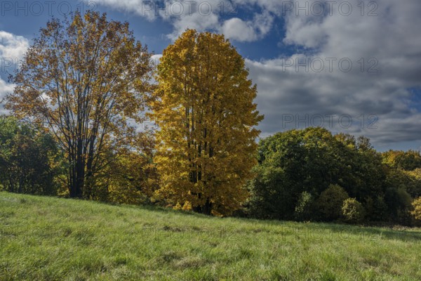 In autumn, two large trees with golden leaves stand in front of a green field. The sky is cloudy and the surrounding area is peaceful and inviting. Železná hurka, Czech Republic