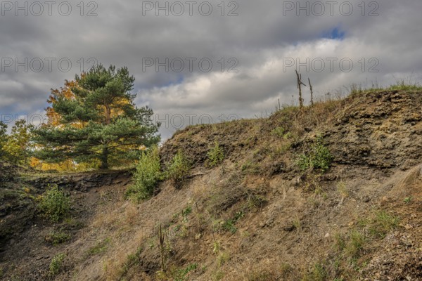 The rocky landscape of the extinct volcano shows a slope with green plants and a tree. The sky is cloudy and the colors suggest autumn. The scene conveys peace and naturalness. Železná hurka, Czech Republic