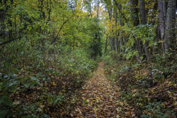 A quiet trail leads through a colorful forest. The trees are decorated with autumn colors and the ground is covered with fallen leaves. Železná hurka, Czech Republic