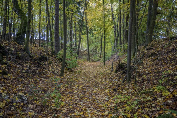 A quiet forest trail in October shows colorful autumn leaves. The sun shines through the trees as the path runs between the trees. There is a peaceful atmosphere. Železná hurka, Czech Republic