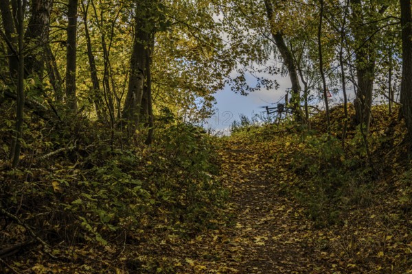 A forest trail in autumn leads through colorful carpet of leaves. The trees are golden yellow, and at the end of the trail you can see a photo drone and a clear sky. Železná hurka, Czech Republic