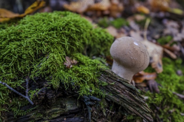 A small mushroom stands on a piece of wood covered with green moss. Surrounded by fallen leaves, the scene depicts autumn in the forest. Železná hurka, Czech Republic