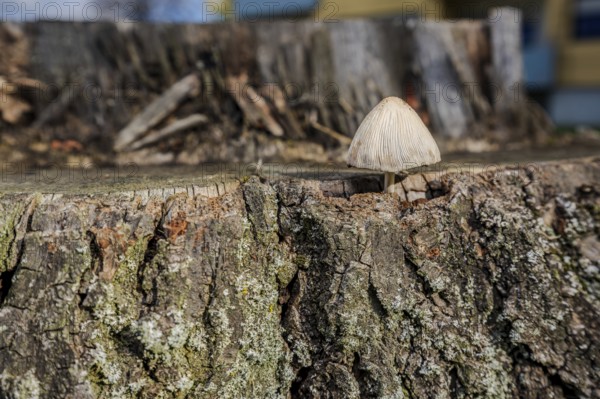 A small, bright mushroom stands on a dry tree stump. It is autumn and the sun is shining. The surrounding area is green and offers a peaceful atmosphere. Mitterteich, Upper Palatinate