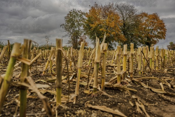 The picture shows a harvested corn field in a rural area. The stems are just above ground level, while orange trees glow on the horizon. The sky is cloudy. Vohenstrauß, Upper Palatinate
