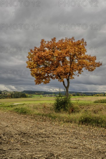 A single tree with bright orange foliage stands in an open landscape. Dark clouds sweep across the field and create an atmospheric atmosphere. Vohenstrauß, Upper Palatinate
