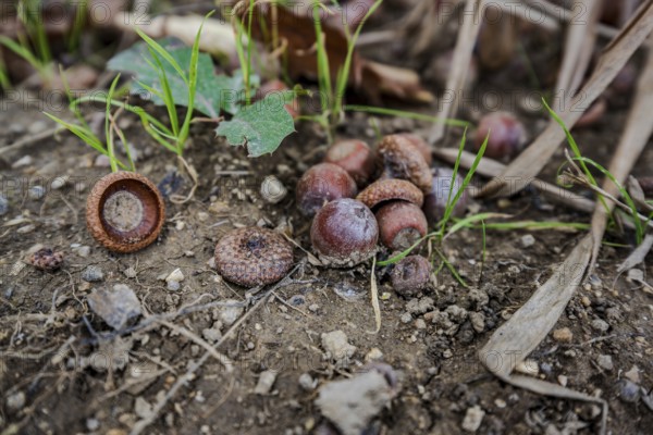 Many acorns are scattered on the ground in the forest. The weather is mild and there is fresh grass and wilted leaves around the acorns. Vohenstrauß, Upper Palatinate