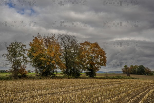 A row of colorful trees stand on the edge of a harvested corn field. The sky is cloudy and the atmosphere is quiet. Autumn is reflected in the variety of colors of the leaves. Vohenstrauß, Upper Palatinate